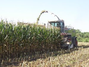 Picadoras Autopropulsadas