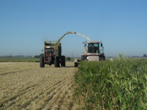 Picadoras Autopropulsadas