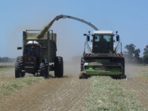 Picadoras Autopropulsadas